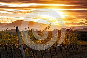 Sunset in countryside with vineyard in fall