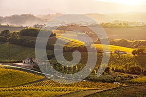 Sunset in countryside with vineyard in fall