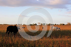 Sunset with cows in field, Venezuela