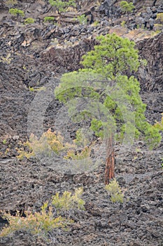 Sunset Crater Volcano Lava Pool, formed from the Bonito`s Lava Flow. Ponderosa Pine Trees growing on the lava rock. In Northern Ar