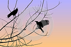 Sunset Crows