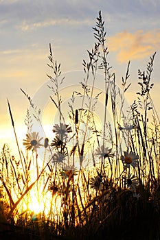 Sunset on daisy field