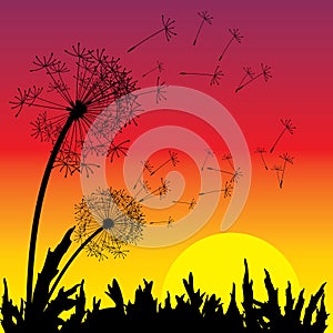 Sunset and dandelion