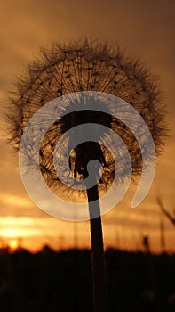Sunset Dandelion and clouds