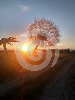 sunset dandelion in the field