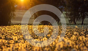 Sunset on dandelion field