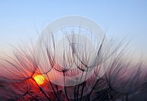 Sunset. dandelion flower close-up on a sunset background. dandelion seeds in water drops