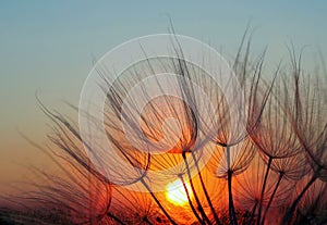 Sunset. dandelion flower close-up on a sunset background. dandelion seeds in water drops