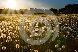 Sunset on dandelion meadow