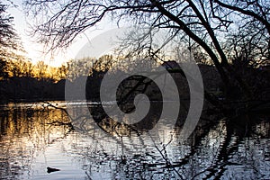 Sunset in a dark forest. Old tree in a lake into a forest with sunset in background. Odense. Denmark