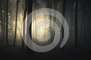 Sunset in a dark mysterious forest with fog