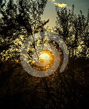 Sunset, dawn, rays and silhouette trees, colored sky