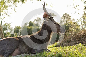 Sunset deer