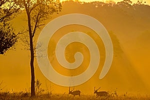 Sunset Deer at Thung Kraang Chaiyaphum Province, Thailand