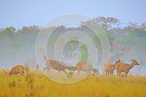 Sunset Deer at Thung Kraang Chaiyaphum Province, Thailand
