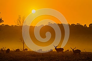 Sunset Deer at Thung Kraang Chaiyaphum Province, Thailand