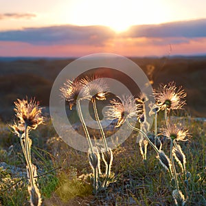 Sunset with deflorated flowers