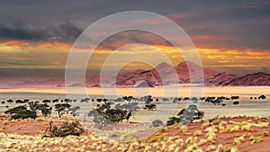 Sunset in desert landscape of  NamibRand Nature Reserve, Namib, Namibia, Africa