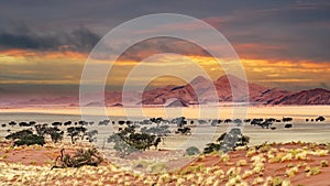 Sunset in desert landscape of NamibRand Nature Reserve, Namib, Namibia, Africa
