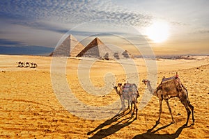 Sunset desert scenery, beautiful view of the Pyramids of Giza and camels, Egypt