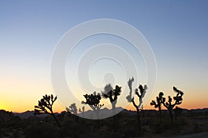 Sunset Desertscape