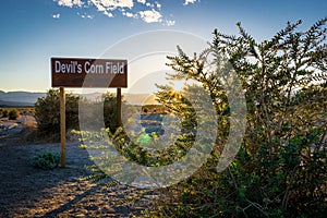 Sunset at Devil`s Corn Field in Death Valley National Park