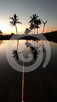 Sunset diujung joran coconut tree