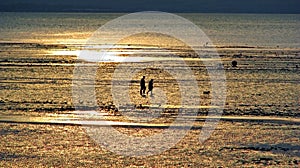 Sunset dog walkers at low tide