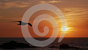 Sunset with dramatic sky over the horizon of the Atlantic Ocean with the silhouette of a seagull with spread wings flying by.