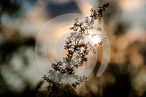 Sunset through the dried weed with a spider web. Plant silhouette. Abstract background in pastel colors. Selective focus