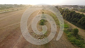 Sunset drone view of a flock of rams and sheep with a shepherd. Aerial picturesque landscape of endless pastures