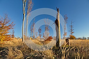 Sunset on the dry, autumn meadow