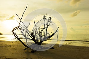 Sunset with dry tree on Khao Lak beach in Phang-nga Thailand