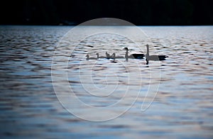 Sunset Ducks close-up