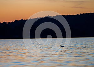 Sunset Ducks close-up