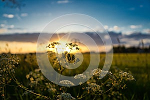 Sunset in Dutch landscape