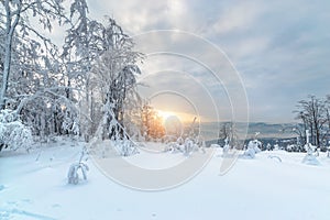 Sunset on the edge of the winter forest in Silesian Beskid mountains