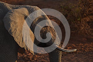 Sunset Elephant Profile