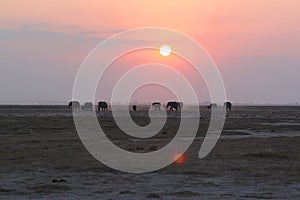 Sunset with Elephants - Safari Kenya