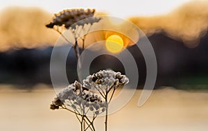 Sunset on the Equinox, spring, nature, flowers