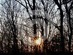 Sunset in Fall Forest With Bare Trees and Sunstar Low in the Sky