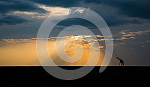 Sunset falls over Masai Mara with giraffe