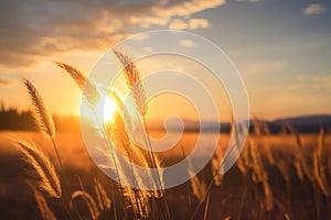 Sunset fantasy fantastic landscape with sunbeams glaring over wheat fields