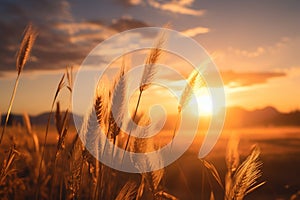 Sunset fantasy fantastic landscape with sunbeams glaring over wheat fields