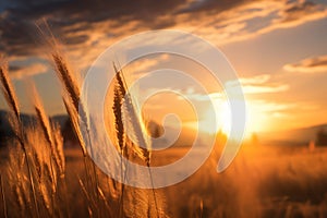 Sunset fantasy fantastic landscape with sunbeams glaring over wheat fields