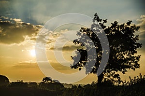 Sunset in farm fields with tree and beautiful cloudy sky, Cornwall, UK