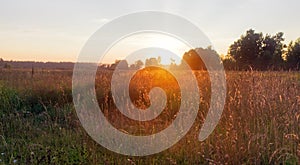 Sunset in the field