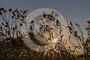 Sunset in the field