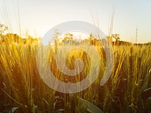 Sunset in the field, beautiful bright color