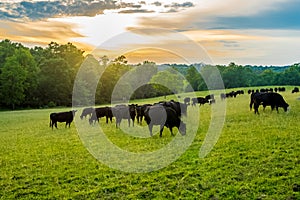 Sunset on field of black cows grazing on grass photo
